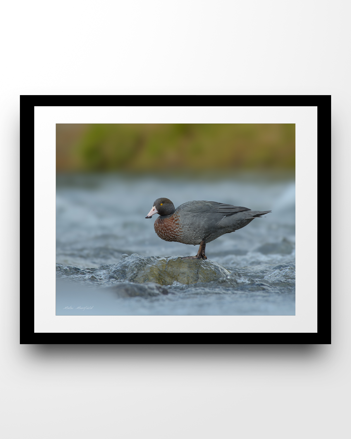 Blue Duck/Whio Wildlife Print - New Zealand Bird Photography